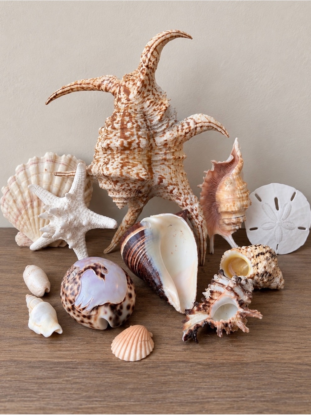 Coastal SeaShell Collection | Large Lambis Conch | Real Starfish | and More 🐚